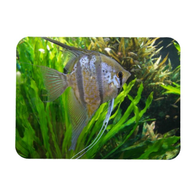 Magnet Flexible Poisson Angel (Horizontal)