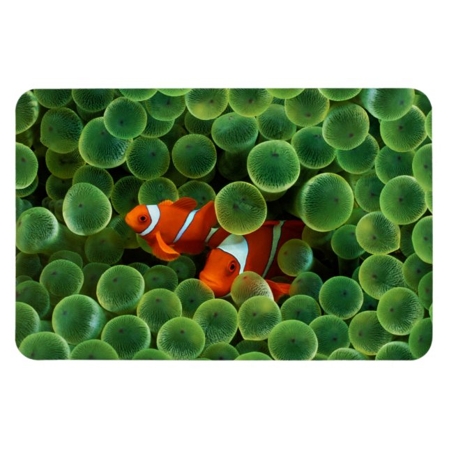 Magnet Flexible Poisson clown tropical (Horizontal)