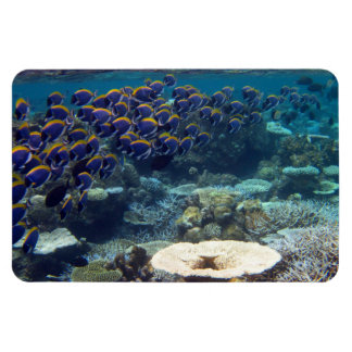 Magnet Flexible Poisson de chirurgien bleu en poudre