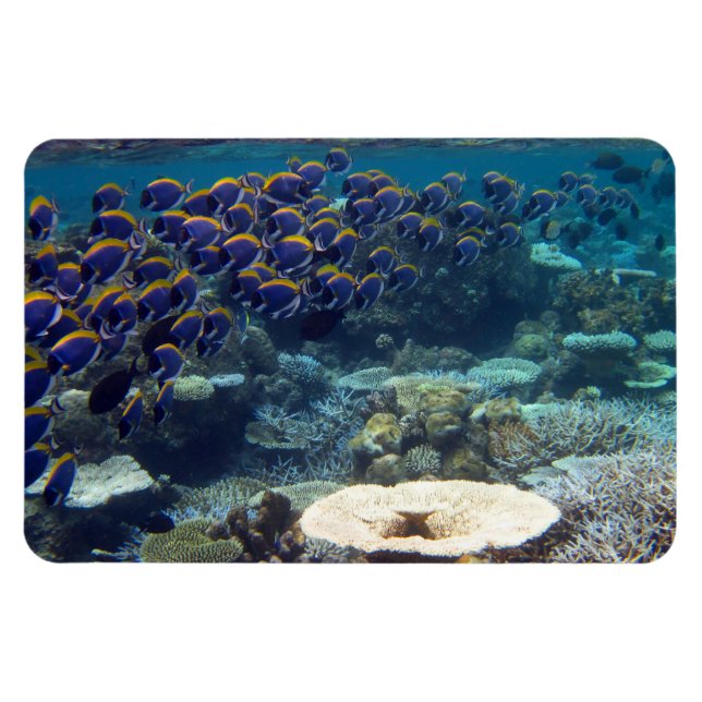 Magnet Flexible Poisson de chirurgien bleu en poudre (Horizontal)