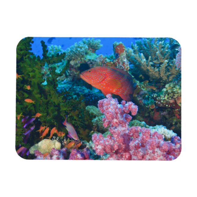 Magnet Flexible poisson-échelle Pseudanthias (Pseudanthias (Horizontal)