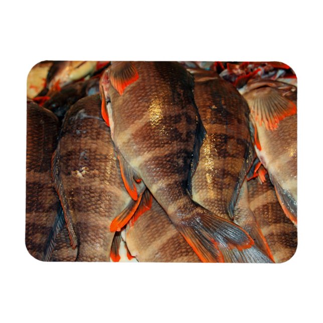 Magnet Flexible Poisson frais (Horizontal)