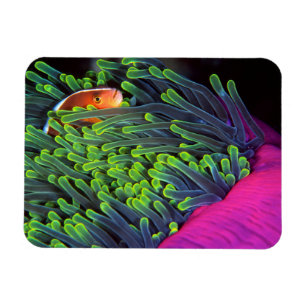 Magnet Flexible Poissons d'anémone se cachant dans l'anémone,