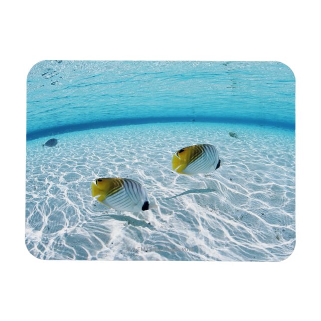 Magnet Flexible Poissons en mer 2 (Horizontal)