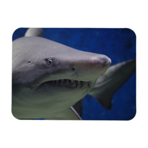 Magnet Flexible Poitrine De Requin, Nage De Requin, Visage Gros Pl