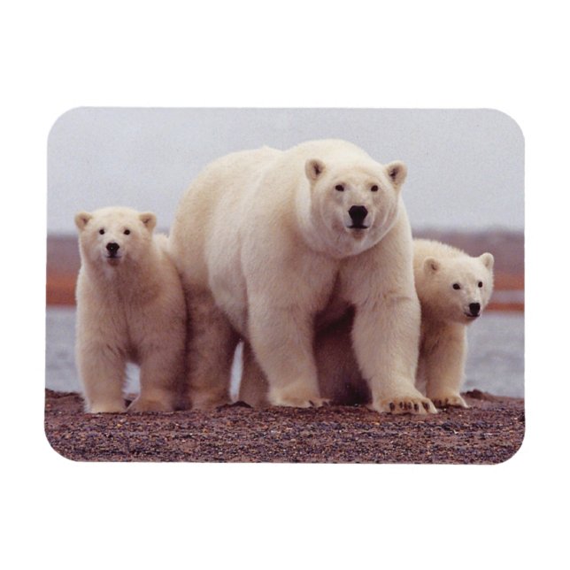 Magnet Flexible Polar Bear Family Cute Photo (Horizontal)