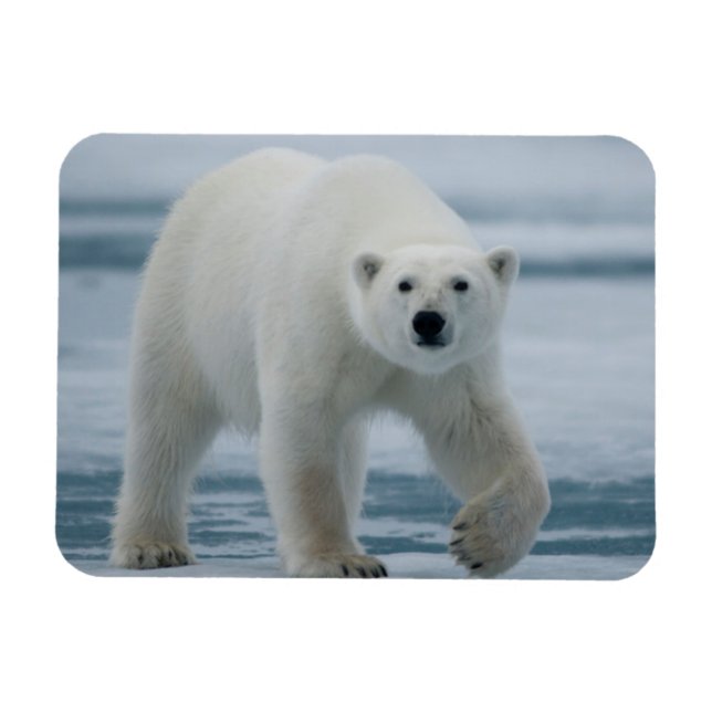 Magnet Flexible Polar Bear, Ursus Maritimus, Adult (Horizontal)