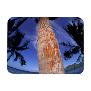 Magnet Flexible Polynésie française, Bora Bora, Palmiers