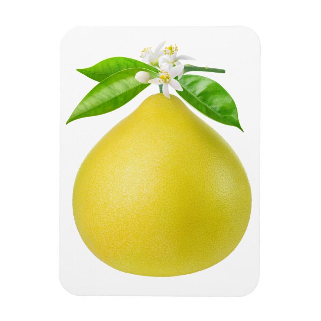 Magnet Flexible Pomelo sur une branche (Vertical)