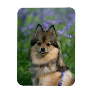 Magnet Flexible Pomeranian dans l'herbe
