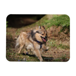 Magnet Flexible Pomeranian fonctionnant avec le harnais dessus