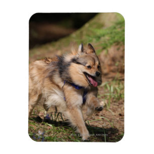 Magnet Flexible Pomeranian fonctionnant avec le harnais dessus