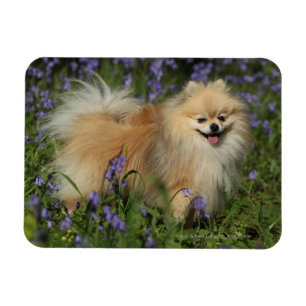 Magnet Flexible Pomeranian regardant l'appareil-photo dans les