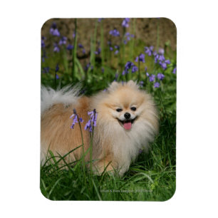 Magnet Flexible Pomeranian se tenant regardant l'appareil-photo