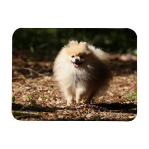 Magnet Flexible Pomeranian trottant dans le feuille tombé