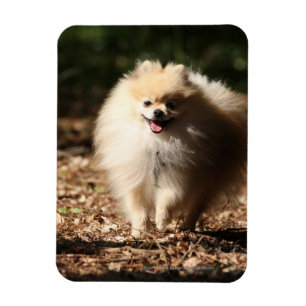 Magnet Flexible Pomeranian trottant dans le feuille tombé