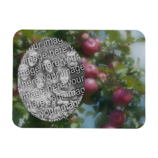 Magnet Flexible Pommes Rouges Sur Peinture D'Arbre Ajouter Votre P