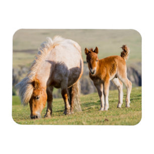 Magnet Flexible Poney Shetland dans un pâturage près de hautes fal
