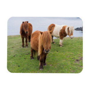 Magnet Flexible Poney Shetland dans un pâturage près de hautes fal