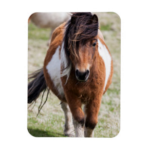 Magnet Flexible Poney Shetland, îles Shetland