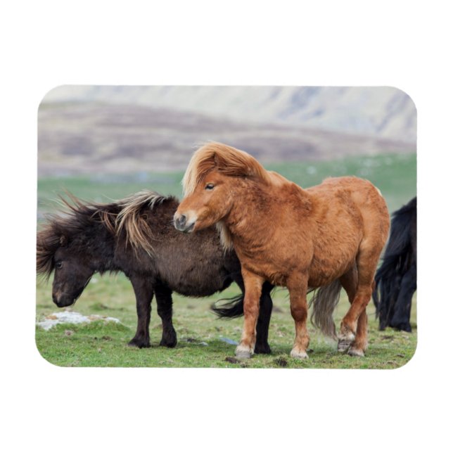 Magnet Flexible Poney Shetland, îles Shetland, Écosse 2 (Horizontal)