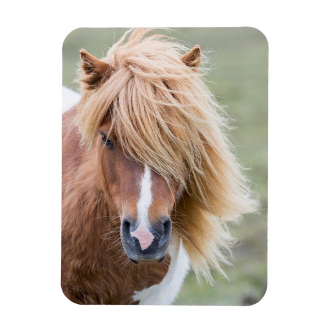 Magnet Flexible Poney Shetland sur l'île d'Unst (Vertical)