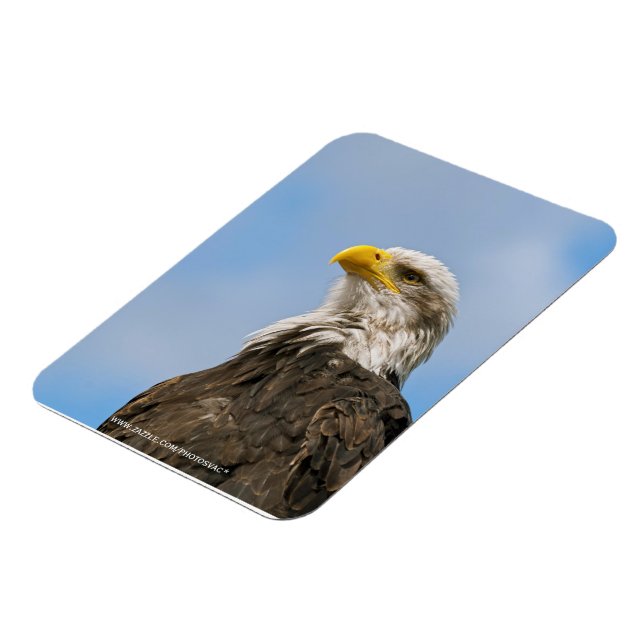 Magnet Flexible Portrait d'aigle à tête blanche Art animalier (Côté Gauche)