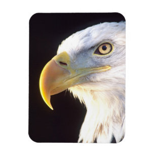 Magnet Flexible Portrait d'aigle royal, Haliaeetus leucocephalus,
