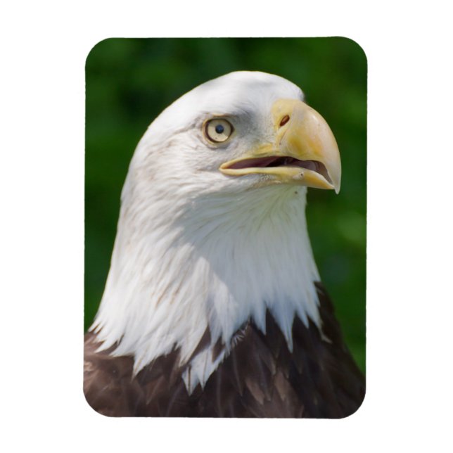 Magnet Flexible Portrait de Bald Eagle (Vertical)