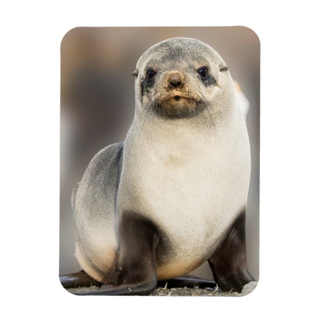 Magnet Flexible Portrait de bébé phoque sur la plage (Vertical)