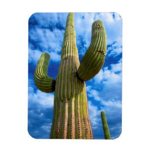 Magnet Flexible Portrait de cactus du Saguaro, Arizona