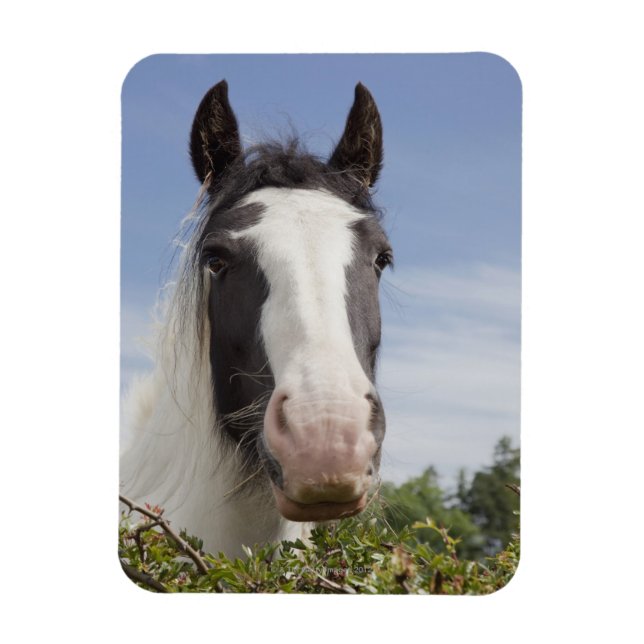Magnet Flexible Portrait de cheval Clydesdale (Vertical)