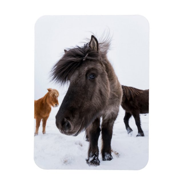 Magnet Flexible Portrait de cheval islandais, Islande (Vertical)