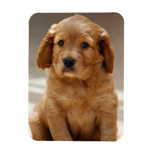 Magnet Flexible Portrait de chiot mignon photo (Vertical)