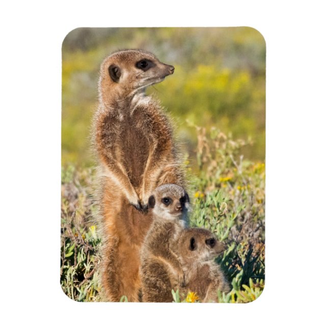 Magnet Flexible Portrait de famille de suricates (Vertical)