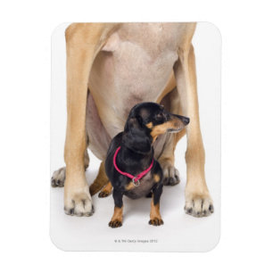 Magnet Flexible Portrait de great dane et de teckel