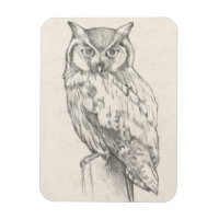 Portrait de hibou - Croquis
