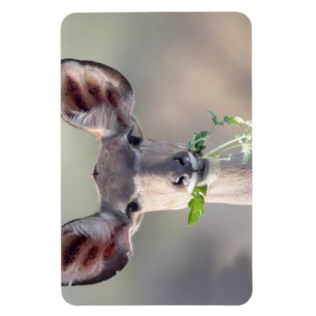 Magnet Flexible Portrait de Kudu (Vertical)