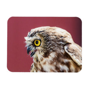 Magnet Flexible Portrait de la Chouette du Nord