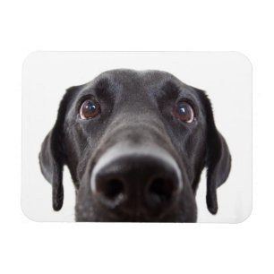Magnet Flexible Portrait de la collection Black Labrador