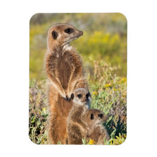 Magnet Flexible Portrait de la famille Meerkat