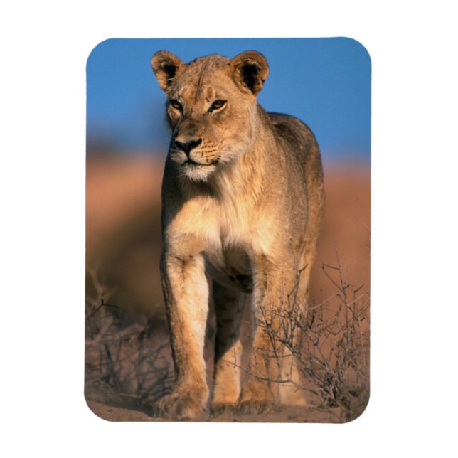 Magnet Flexible Portrait de lionne (Panthera Leo) (Vertical)