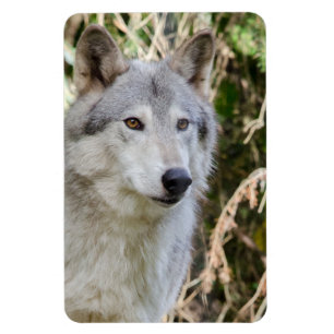Magnet Flexible Portrait de loup