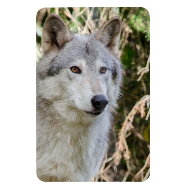 Magnet Flexible Portrait de loup (Vertical)