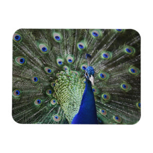 Magnet Flexible Portrait De Peacock Avec Plumes Sorties