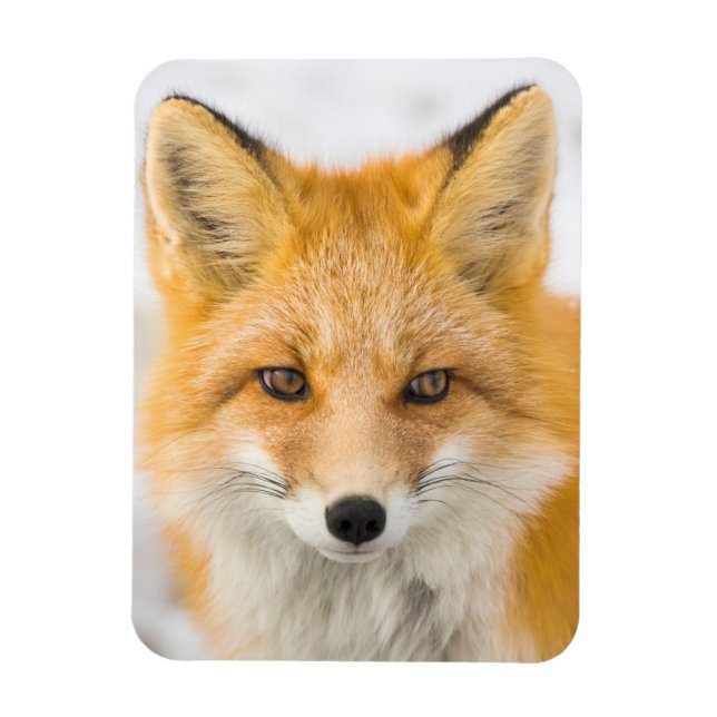 Magnet Flexible Portrait de renard roux (Vertical)