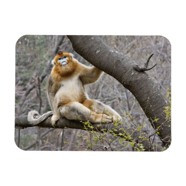 Magnet Flexible Portrait de singe doré mâle dans un arbre (Horizontal)