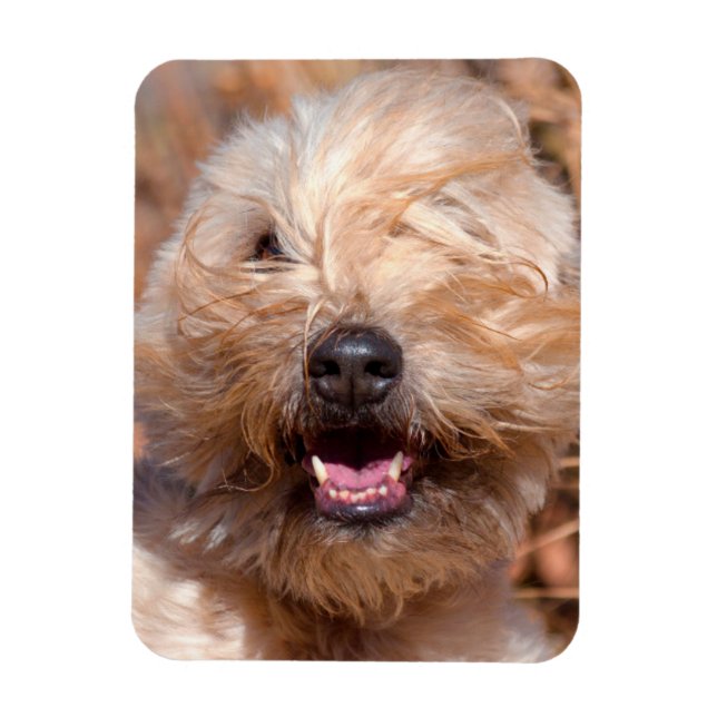 Magnet Flexible Portrait de Terrier Wheaten à poil doux (Vertical)