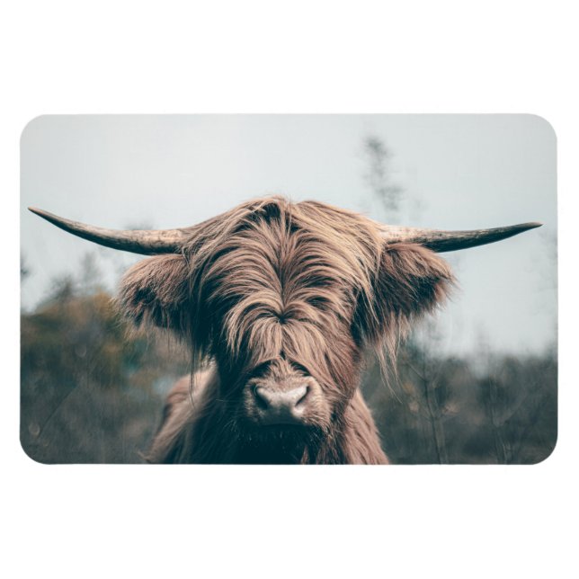 Magnet Flexible Portrait de vache des Highlands (Horizontal)