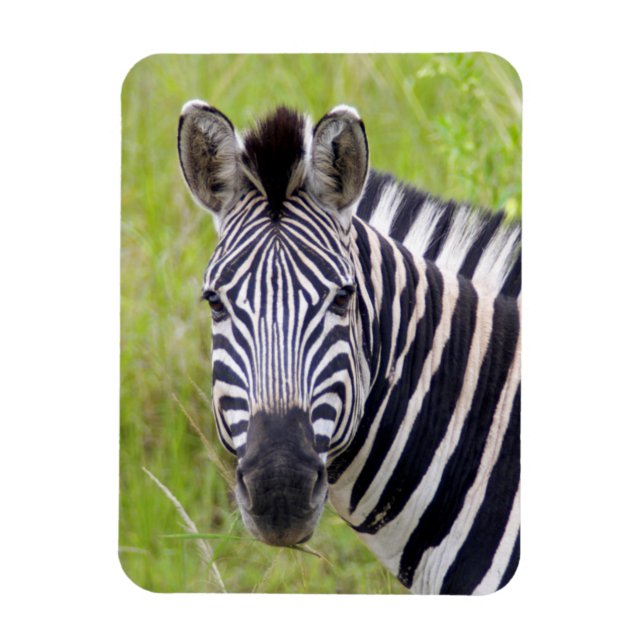 Magnet Flexible Portrait de zèbre des plaines, Hluhluwe-Umfolozi G (Vertical)